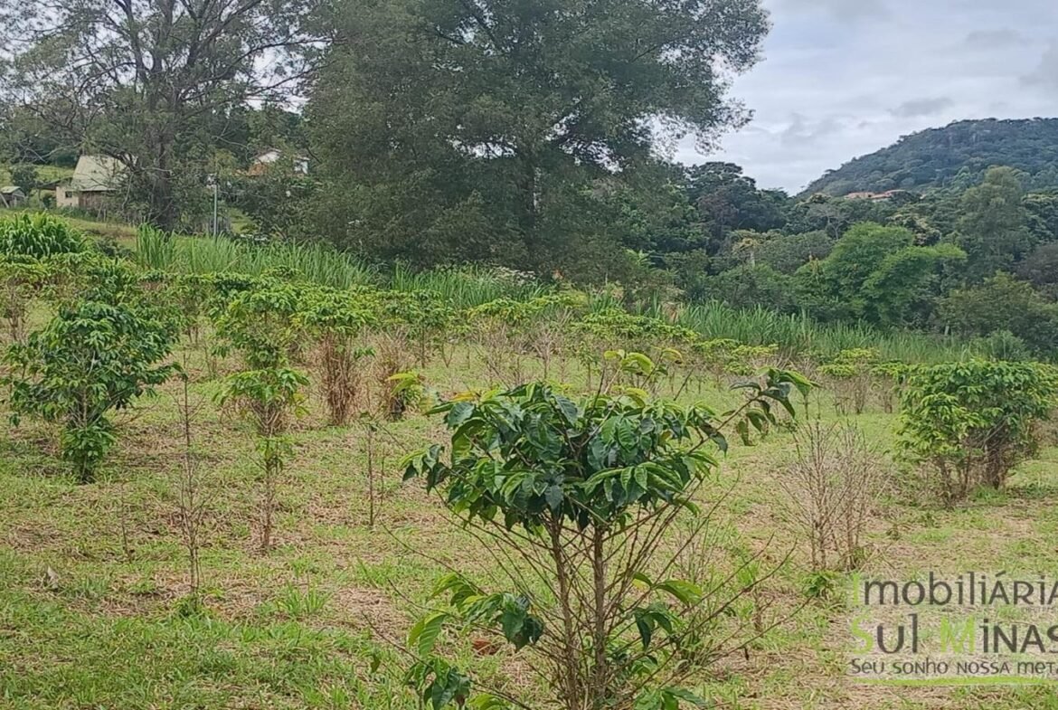 Sítio com 40.000m² e plantação de café orgânico cod2109 (7)