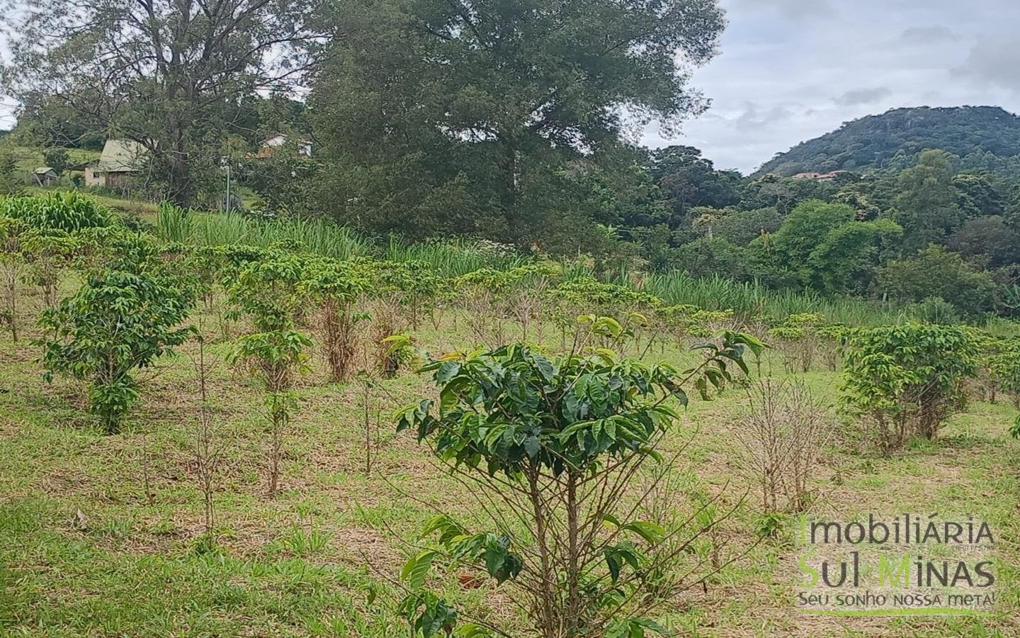 Sítio com 40.000m² e plantação de café orgânico cod2109 (7)