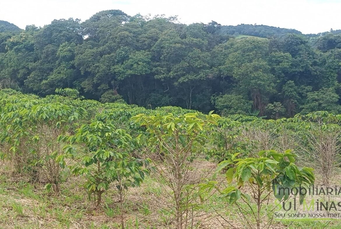 Sítio com 40.000m² e plantação de café orgânico cod2109 (8)