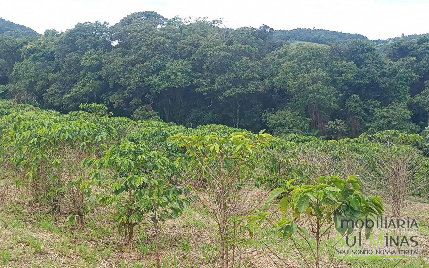 Sítio com 40.000m² e plantação de café orgânico cod2109 (8)