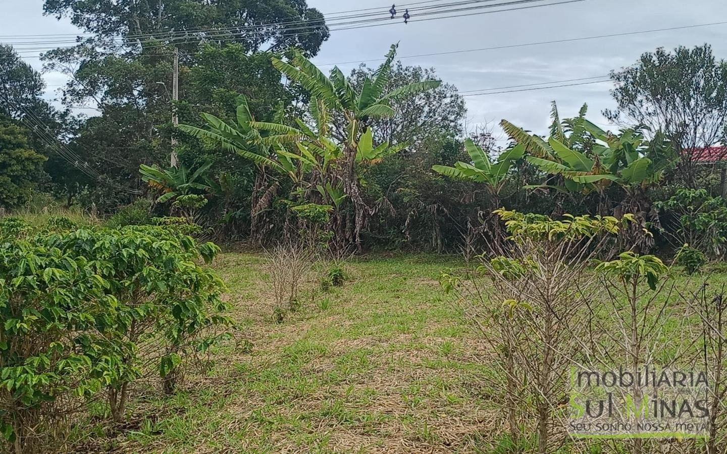 Sítio com 40.000m² e plantação de café orgânico cod2109 (9)