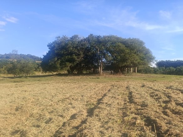 Terreno Rural à Venda – 18.000 m² de Excelente Aproveitamento em Cambuí MG cod2486 (21)
