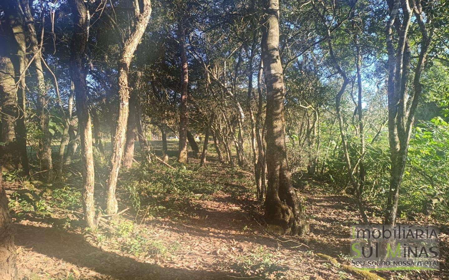 Terreno Rural à Venda – 18.000 m² de Excelente Aproveitamento em Cambuí MG cod2486 (29)