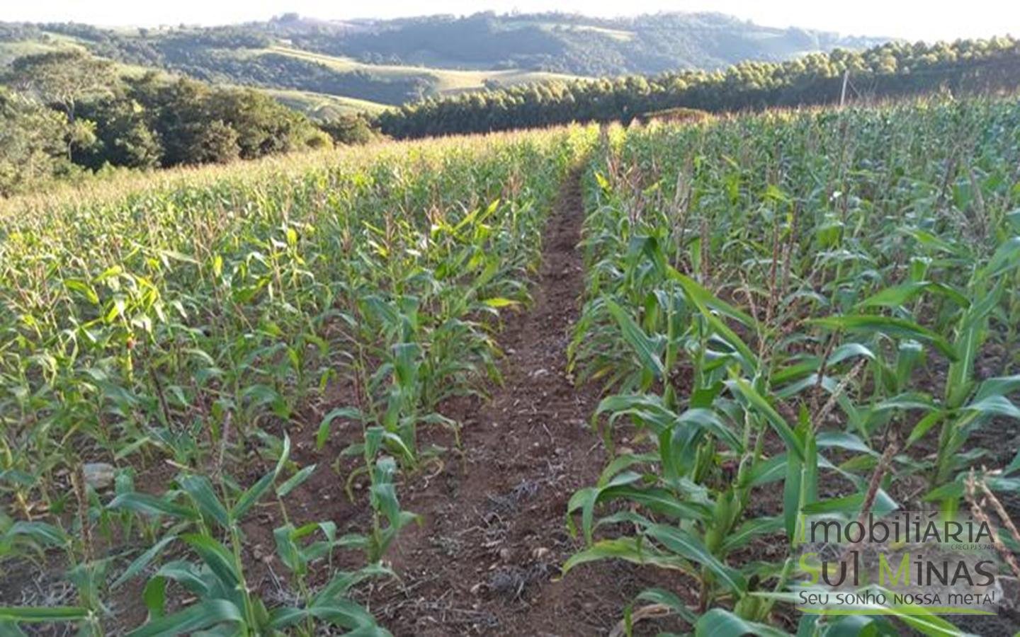 Terreno com 10,22 Hectares  Vista Espetacular a Venda em Senador Amaral MG Cód. 1702 (2)