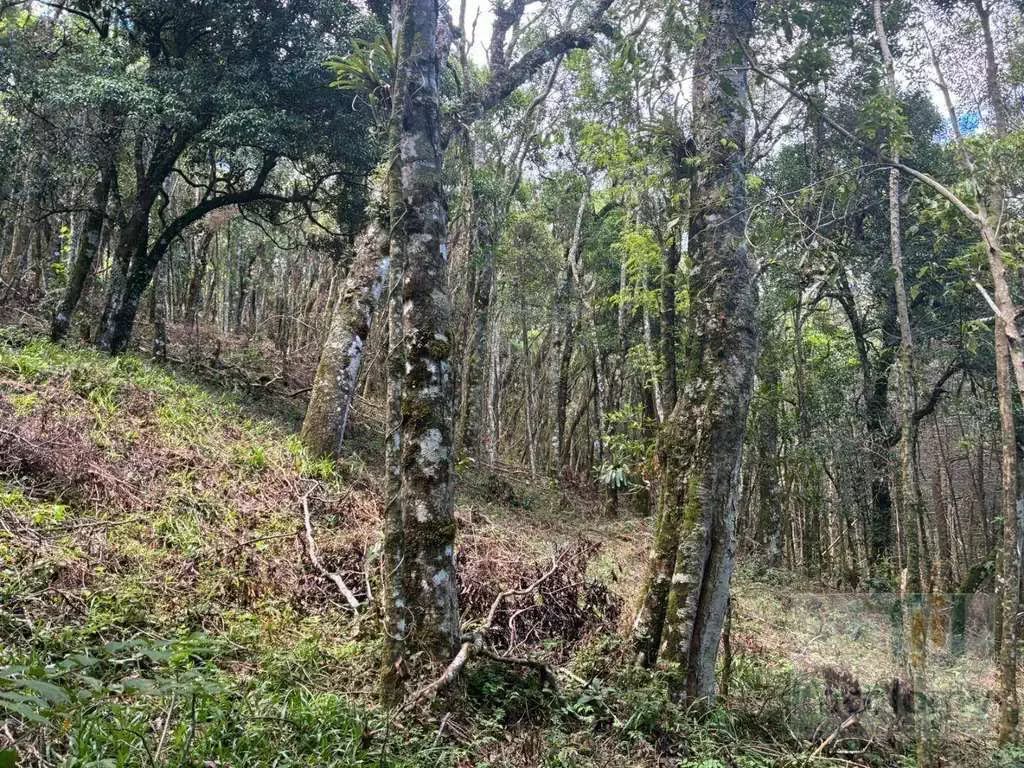 Imagem 07 do terreno em Monte Verde/MG — cód. 2515