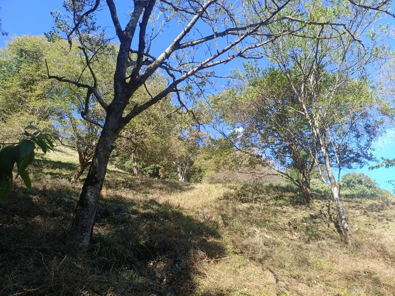 Terreno de 4 alqueire com Água Cristalina a Venda em Cambui MG cod 2502 (10) Terreno de 4,74 alqueires com Água Cristalina a Venda em Cambuí MG