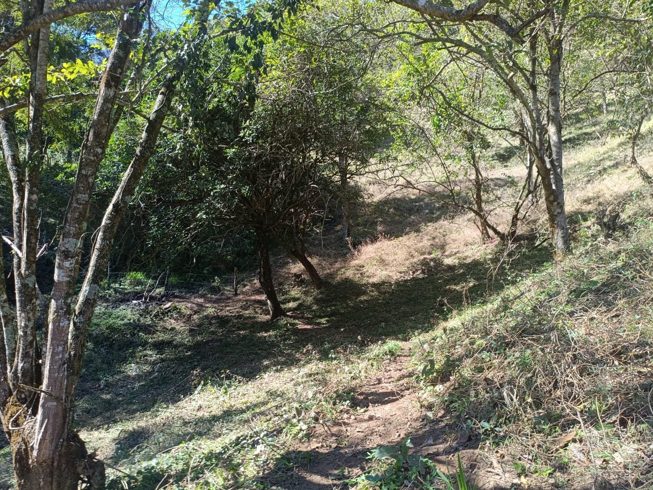 Terreno de 4 alqueire com Água Cristalina a Venda em Cambui MG cod 2502 (13) Terreno de 4,74 alqueires com Água Cristalina a Venda em Cambuí MG