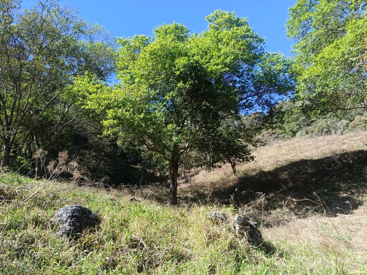 Terreno de 4 alqueire com Água Cristalina a Venda em Cambui MG cod 2502 (19) Terreno de 4,74 alqueires com Água Cristalina a Venda em Cambuí MG