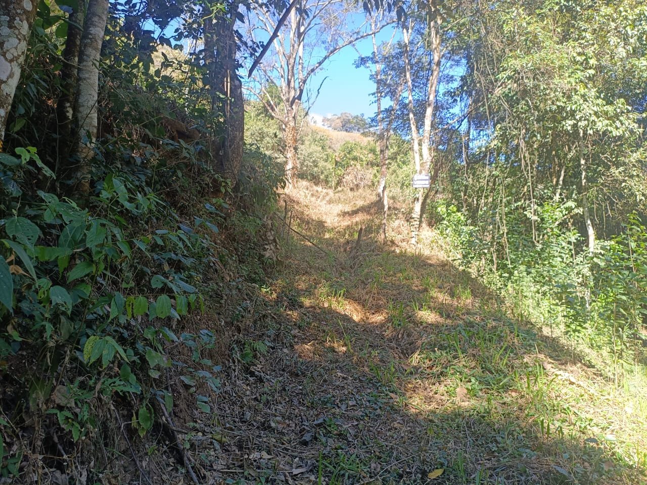 Terreno de 4 alqueire com Água Cristalina a Venda em Cambui MG cod 2502 (2) Terreno de 4,74 alqueires com Água Cristalina a Venda em Cambuí MG