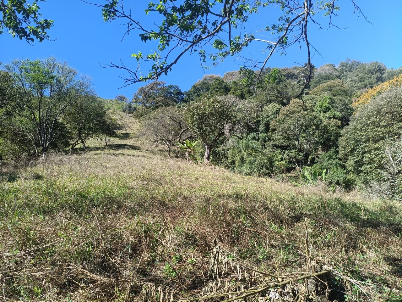 Terreno de 4 alqueire com Água Cristalina a Venda em Cambui MG cod 2502 (20) Terreno de 4,74 alqueires com Água Cristalina a Venda em Cambuí MG
