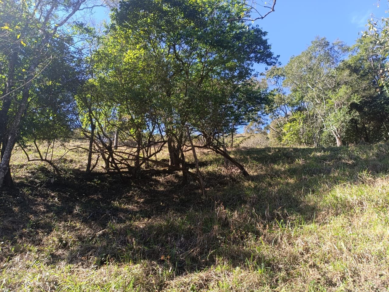 Terreno de 4 alqueire com Água Cristalina a Venda em Cambui MG cod 2502 (27) Terreno de 4,74 alqueires com Água Cristalina a Venda em Cambuí MG