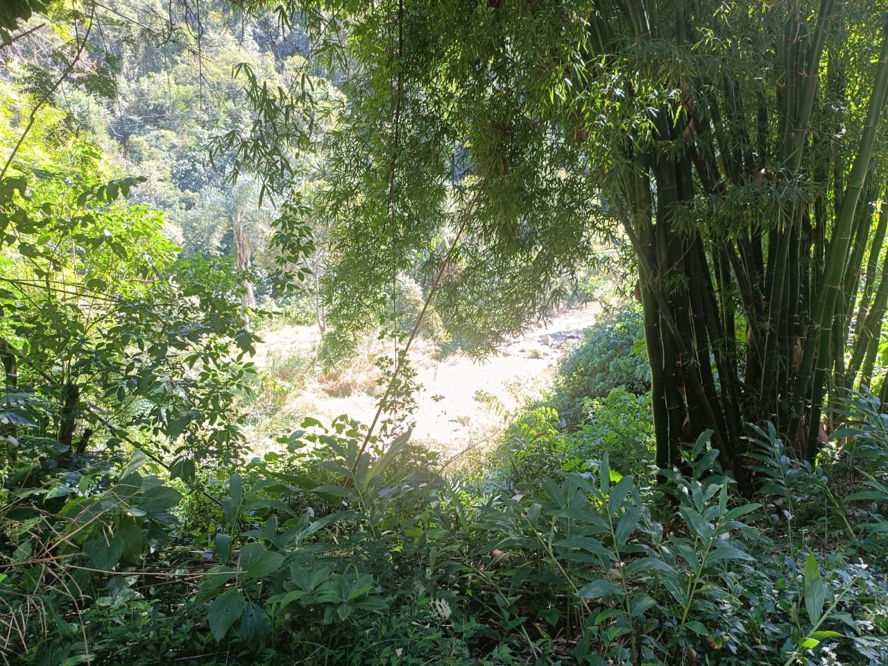 Terreno de 4 alqueire com Água Cristalina a Venda em Cambui MG cod 2502 (3) Terreno de 4,74 alqueires com Água Cristalina a Venda em Cambuí MG