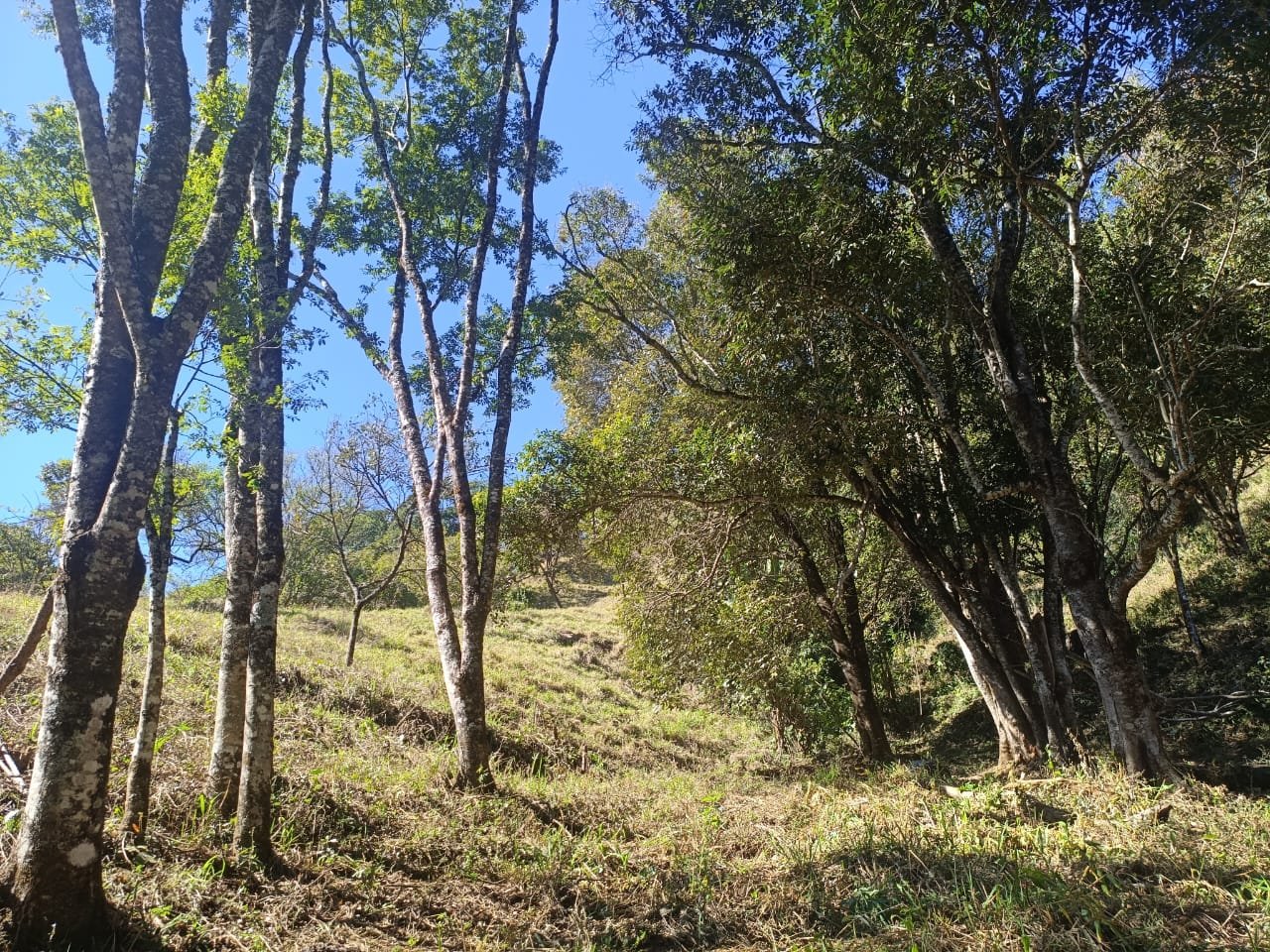 Terreno de 4 alqueire com Água Cristalina a Venda em Cambui MG cod 2502 (5) Terreno de 4,74 alqueires com Água Cristalina a Venda em Cambuí MG