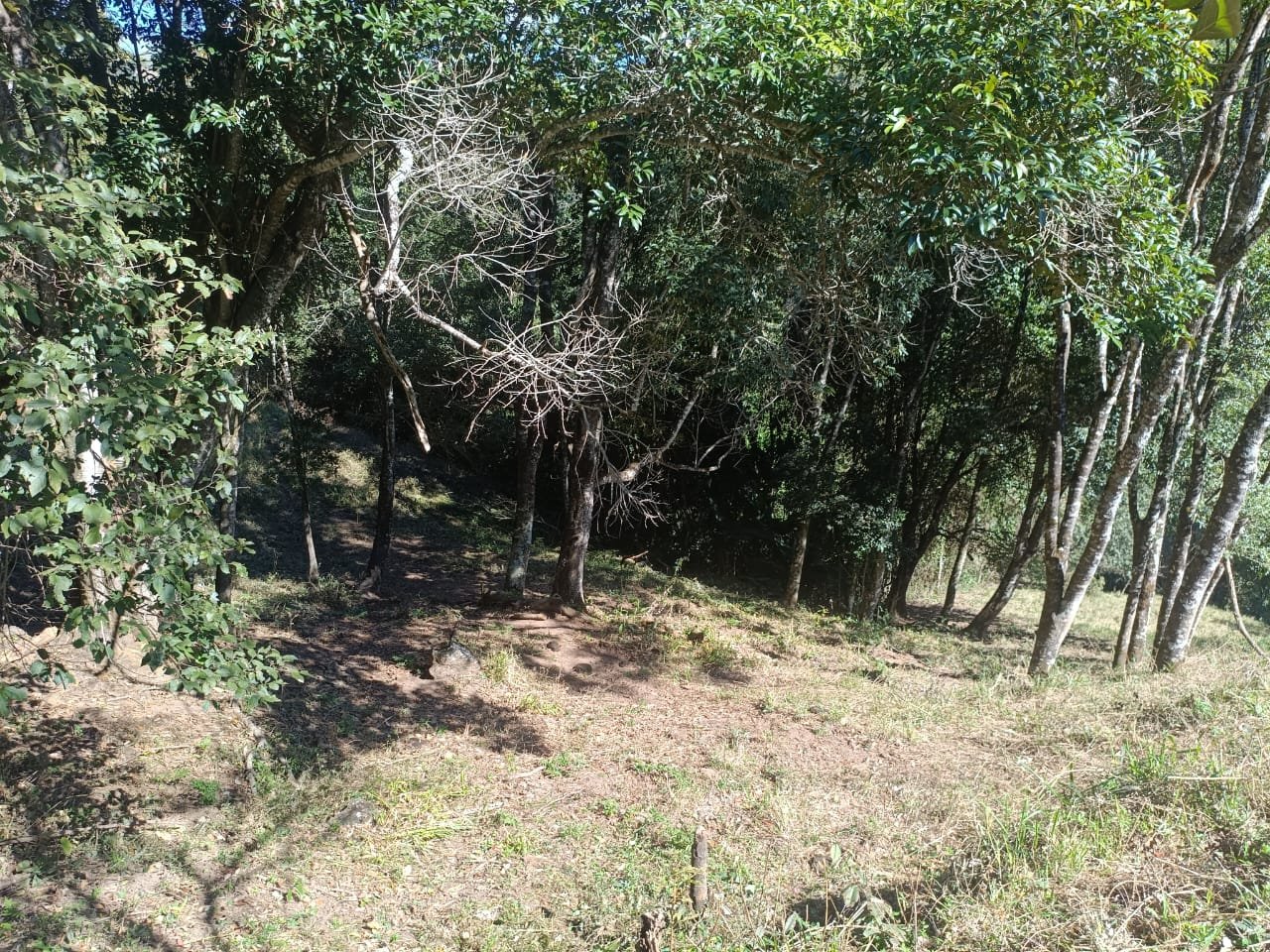 Terreno de 4 alqueire com Água Cristalina a Venda em Cambui MG cod 2502 (8) Terreno de 4,74 alqueires com Água Cristalina a Venda em Cambuí MG