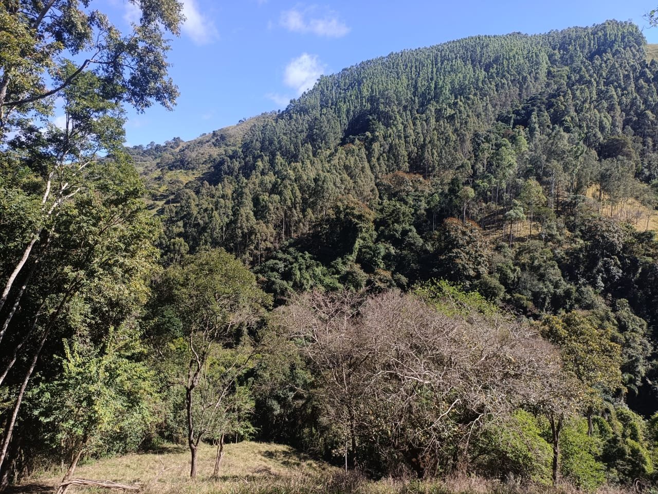Terreno de 4 alqueire com Água Cristalina a Venda em Cambui MG cod 2502 (9) Terreno de 4,74 alqueires com Água Cristalina a Venda em Cambuí MG