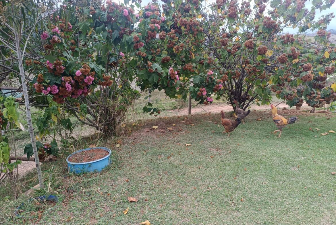 Imagem 12 do locação cambuí para alugar em Cambuí/MG — cód. 2522