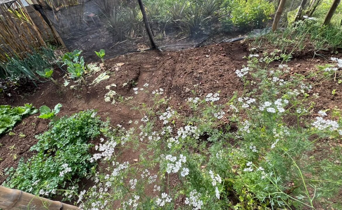 Imagem 36 do sítio à venda em Cambuí/MG — cód. 2533