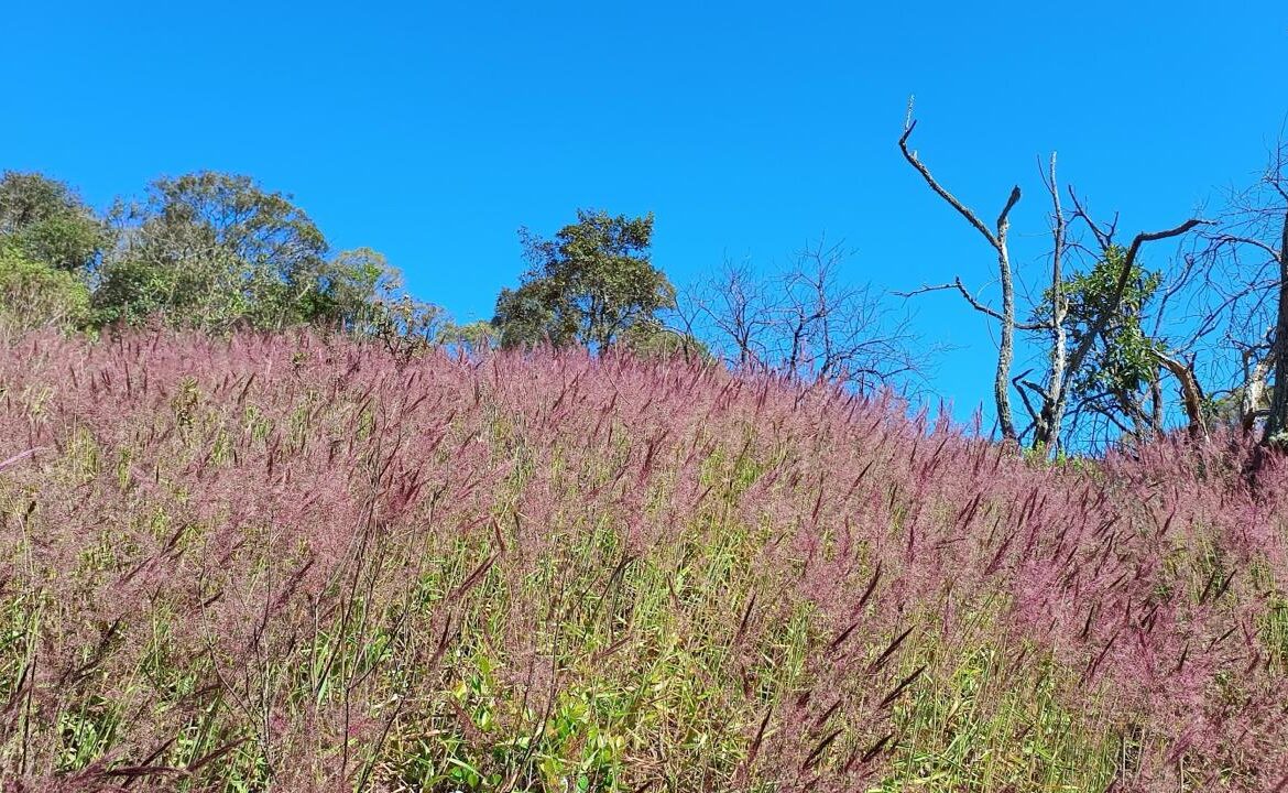 Imagem 03 do terreno à venda em Senador Amaral/MG — cód. 2534