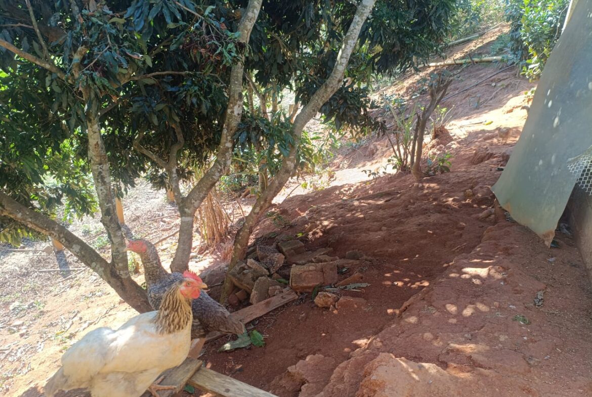 Imagem 56 do sítio à venda em Cambuí/MG — cód. 2537
