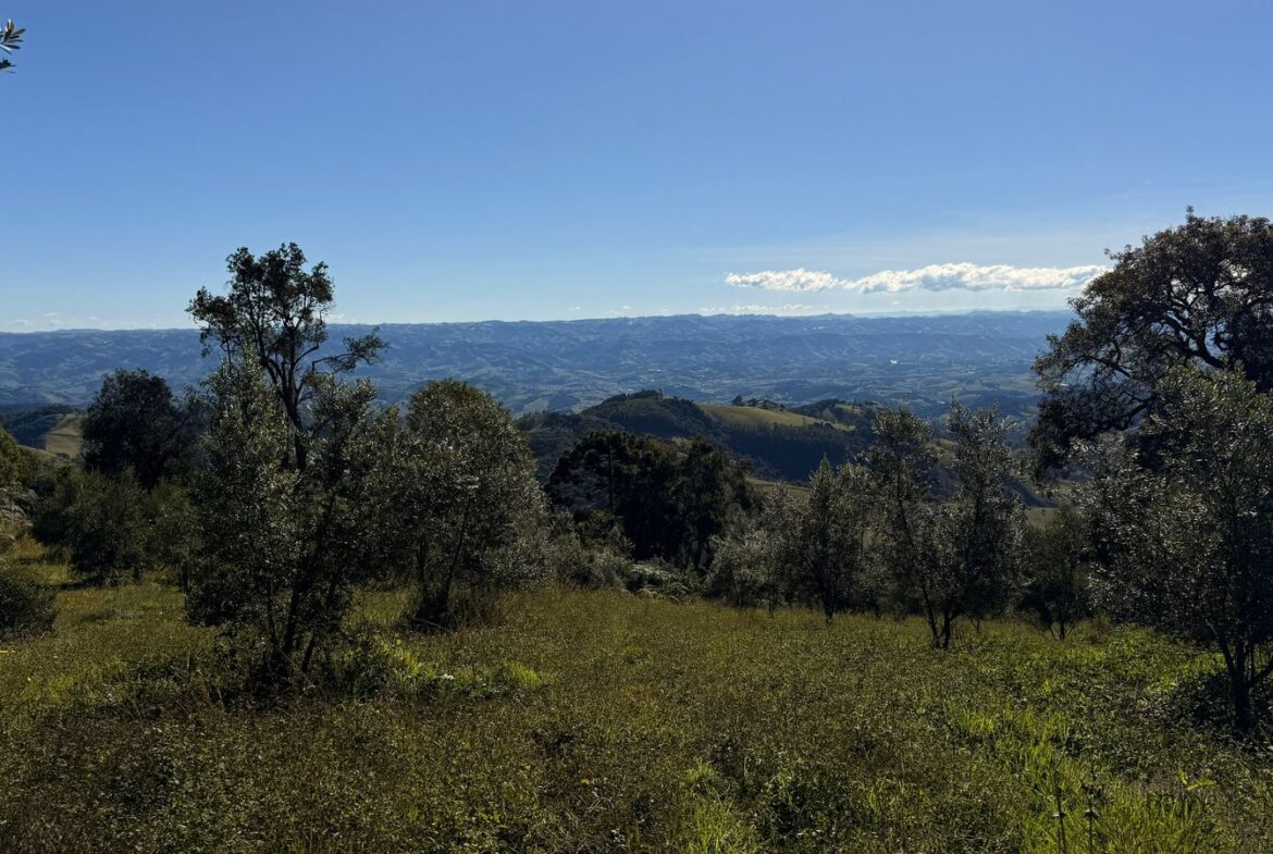 Imagem 01 do sítio à venda em Cambuí/MG — cód. 2539