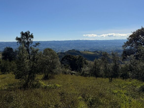 Imagem 01 do sítio à venda em Cambuí/MG — cód. 2539