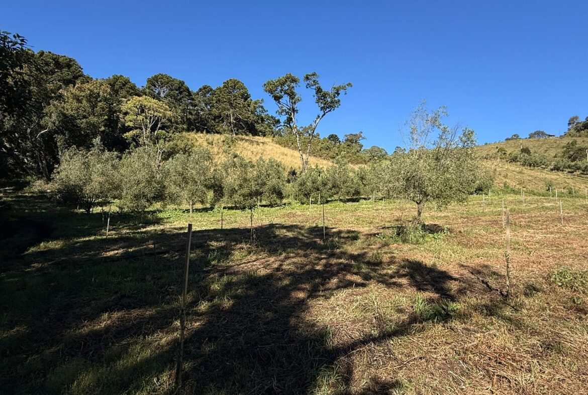 Imagem 22 do sítio à venda em Cambuí/MG — cód. 2539