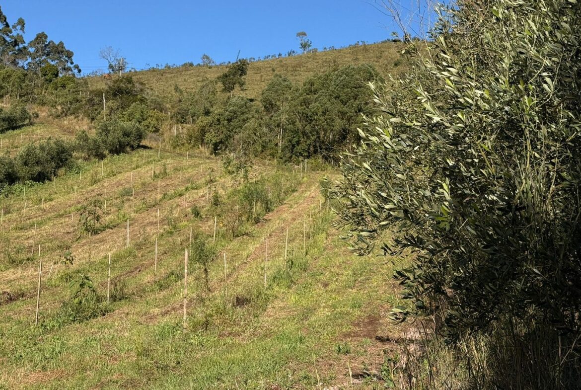 Imagem 30 do sítio à venda em Cambuí/MG — cód. 2539