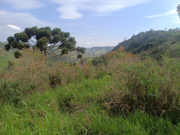 Imagem 01 do terreno à venda em Cambuí/MG — cód. 2550