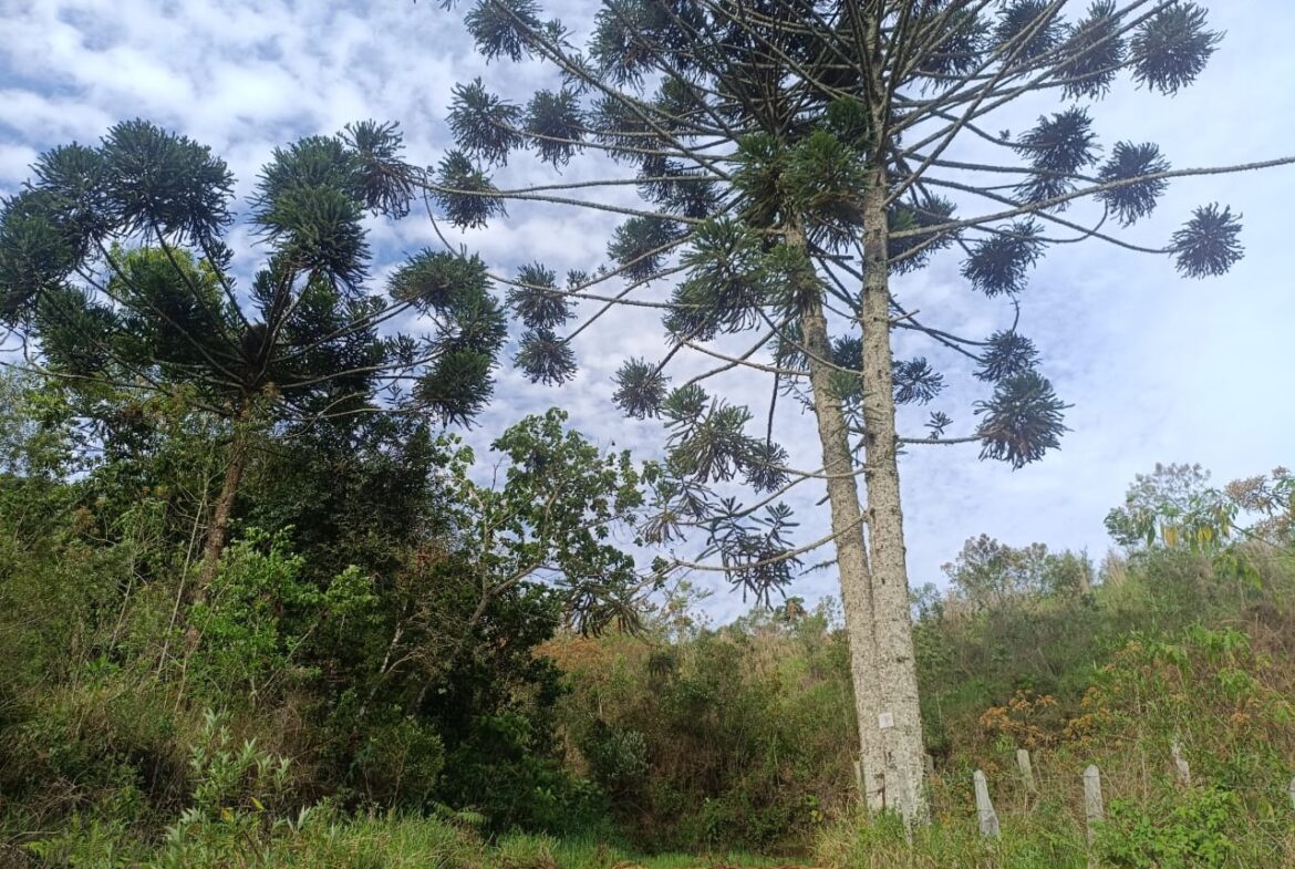 Imagem 02 do terreno à venda em Cambuí/MG — cód. 2550