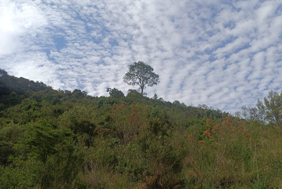 Imagem 03 do terreno à venda em Cambuí/MG — cód. 2550