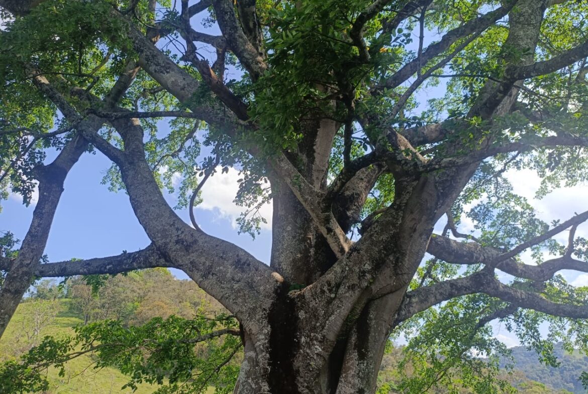 Imagem 22 do terreno à venda em Cambuí/MG — cód. 2552