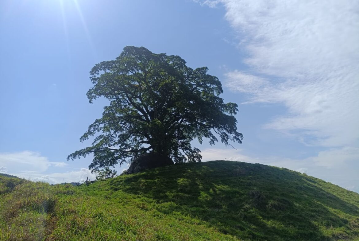 Imagem 28 do terreno à venda em Cambuí/MG — cód. 2552