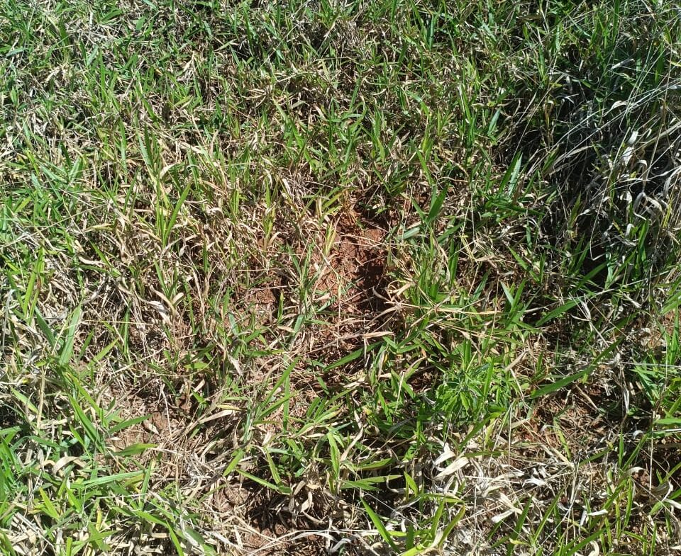 Imagem 48 do terreno à venda em Cambuí/MG — cód. 2552